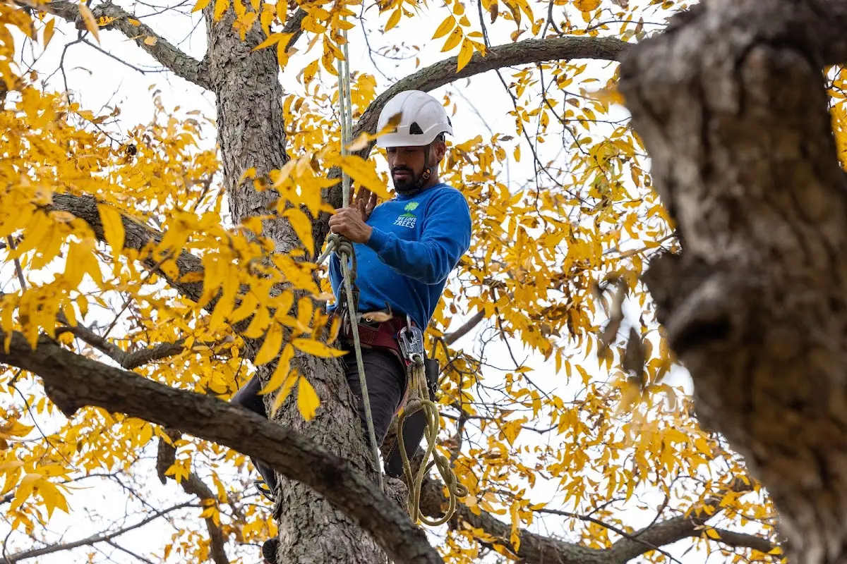 Skilled Tree Trimming crew working in Avenel