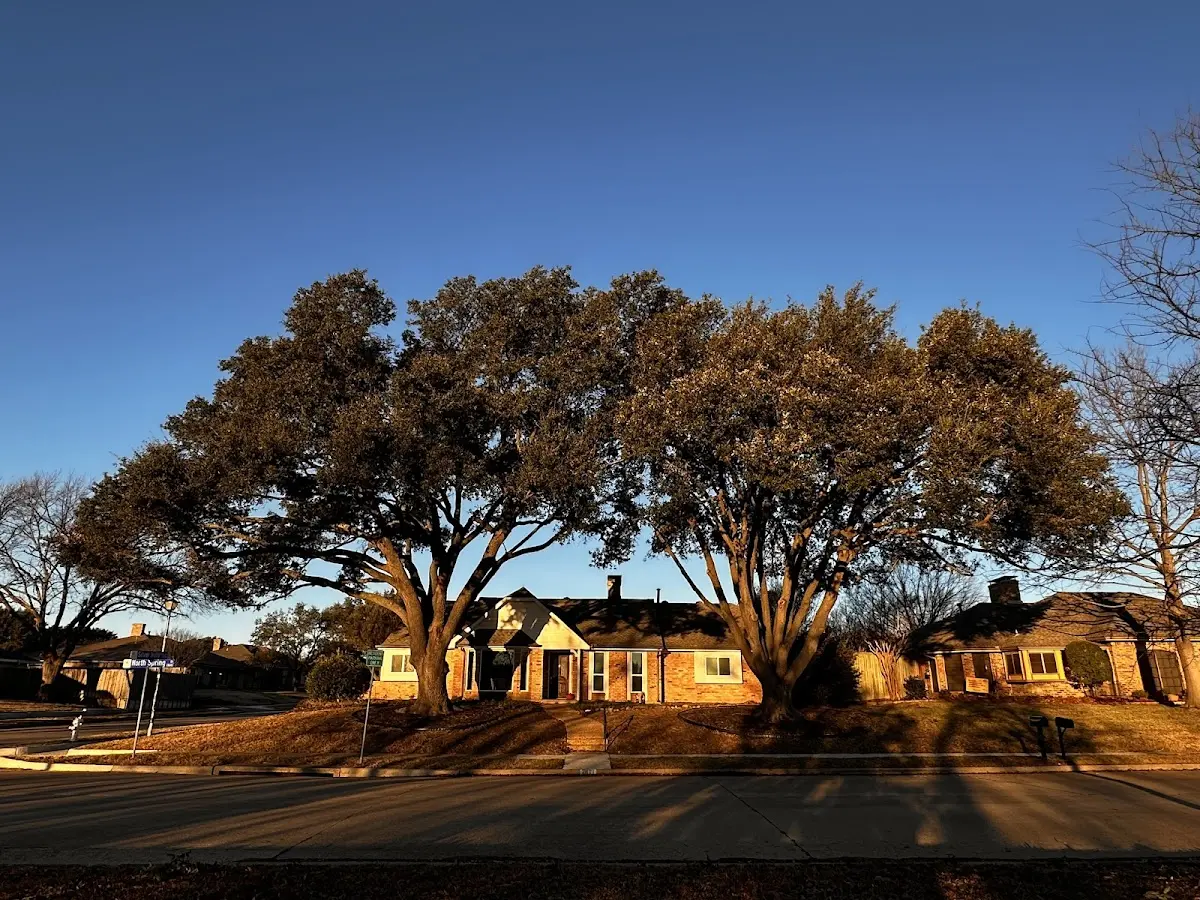 Established residential canopy tree shading a home in Avenel